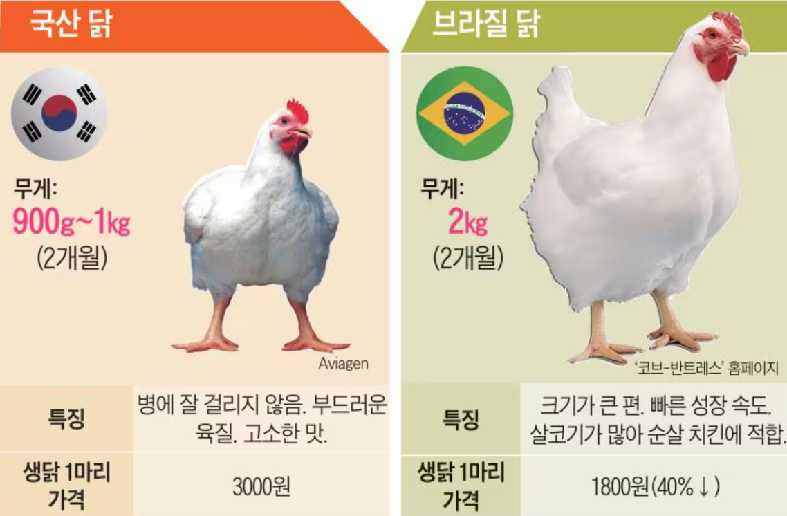 덩치 두 배 브라질 닭 수입 끊겨 순살 치킨 가격 오른대요