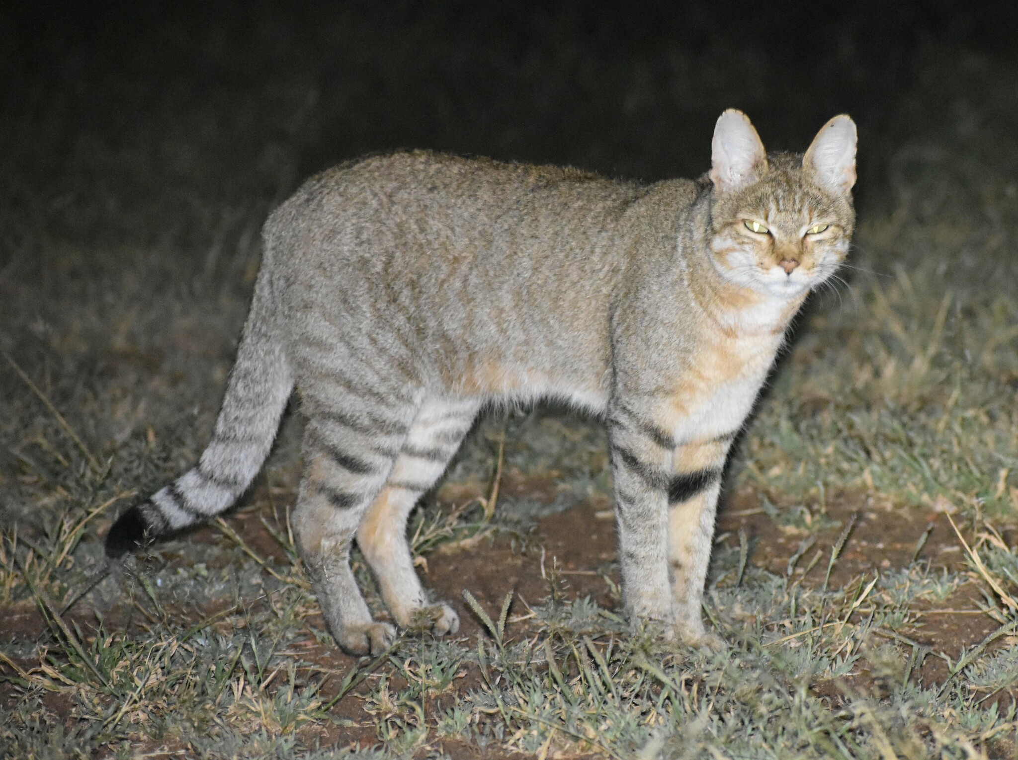 5000년 전 이집트에서 쥐 잡던 '리비아 살쾡이' 고양이의 조상이래요!