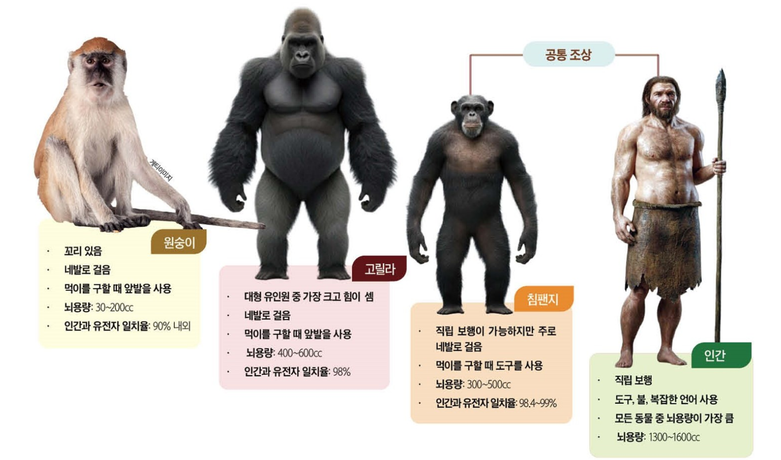 원숭이는 고릴라·침팬지와 무엇이 다를까?