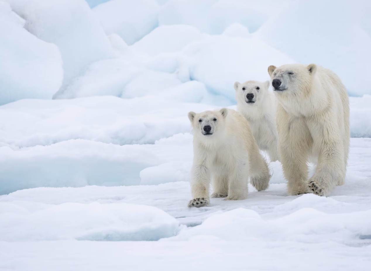 멸종 피하려 진화하는 곰들... 물개만 먹던 북극곰, 풀 먹기 시작했대요