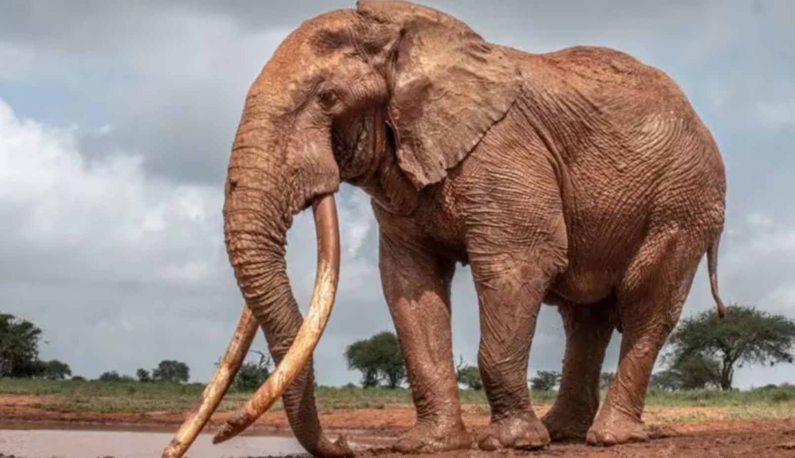 '상아' 없는 코끼리 늘고 있어요