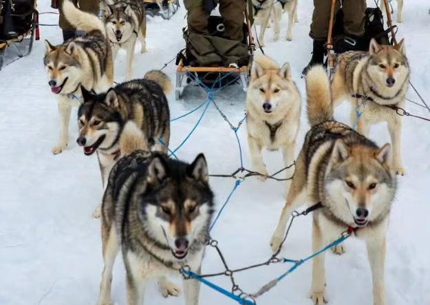 나라 지키는 '그린란드견', 두 겹 털로 영하 55도 견디고, 물개·해마 사냥한대요