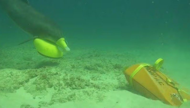 메아리 소리로 기뢰 찾는 돌고래 탐색 요원!