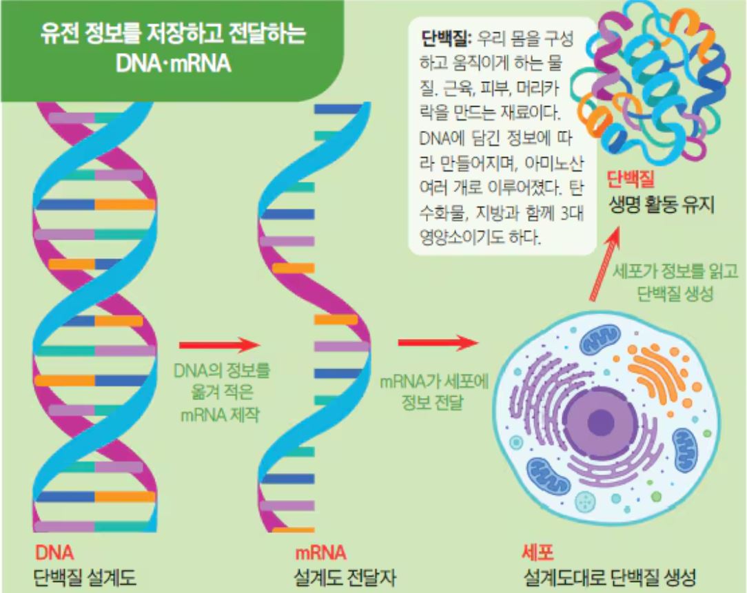 mRNA 백신으로 이제 암도 치료해요! 우리 몸속 정보 메신저 mRNA