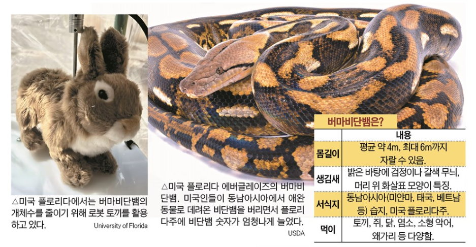 동남아 비단뱀이 왜 美 플로리다서 토끼·사슴 잡아 먹을까?