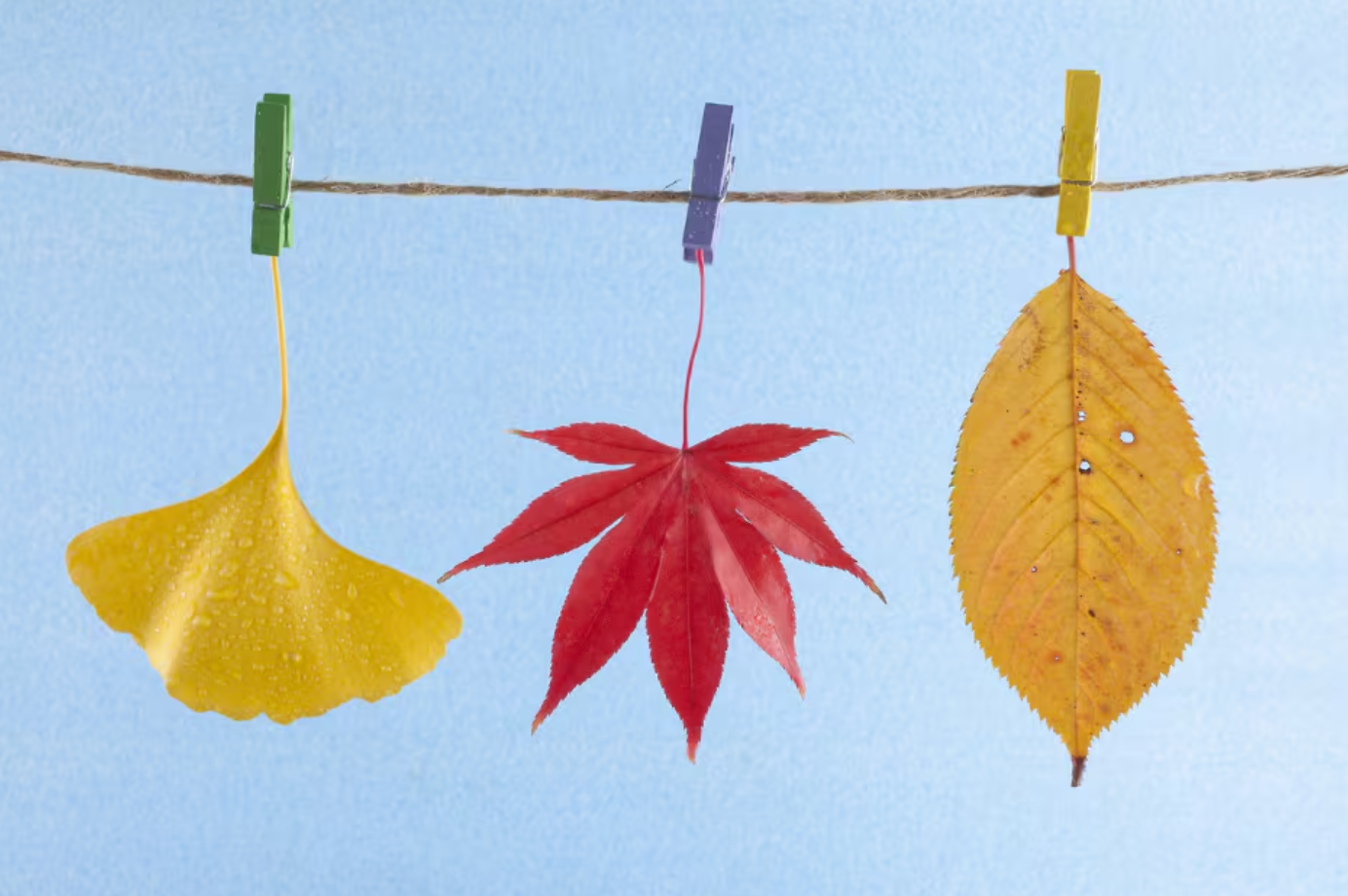 늦가을에 단풍이 울긋불긋 드는 까닭