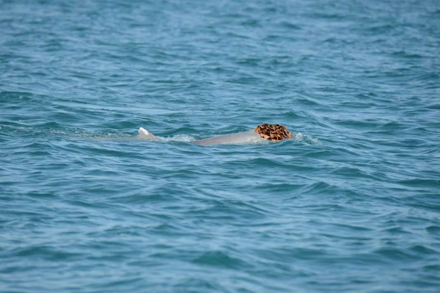 여자 친구에게 잘 보이려고 모자 쓴 혹등돌고래!