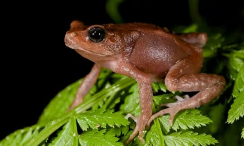 알 대신 새끼 낳는 두꺼비가 있다고?