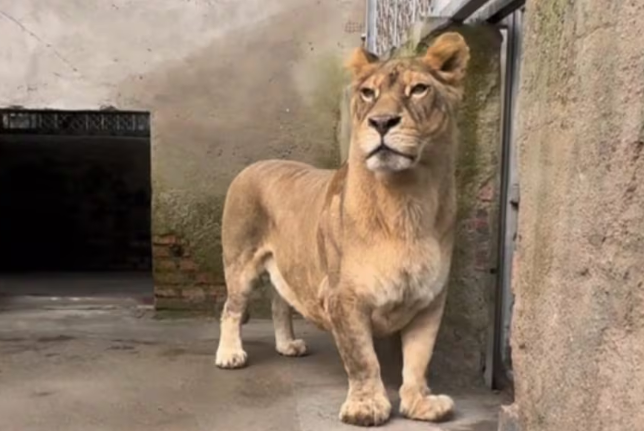 머리는 사자인데, 몸은 강아지!