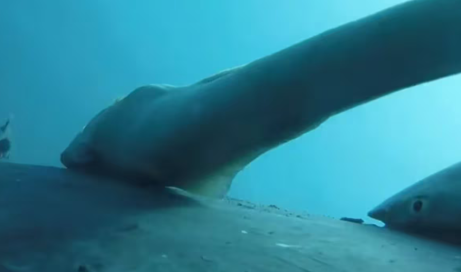 고래 등에서 서핑하는 상어의 정체는?