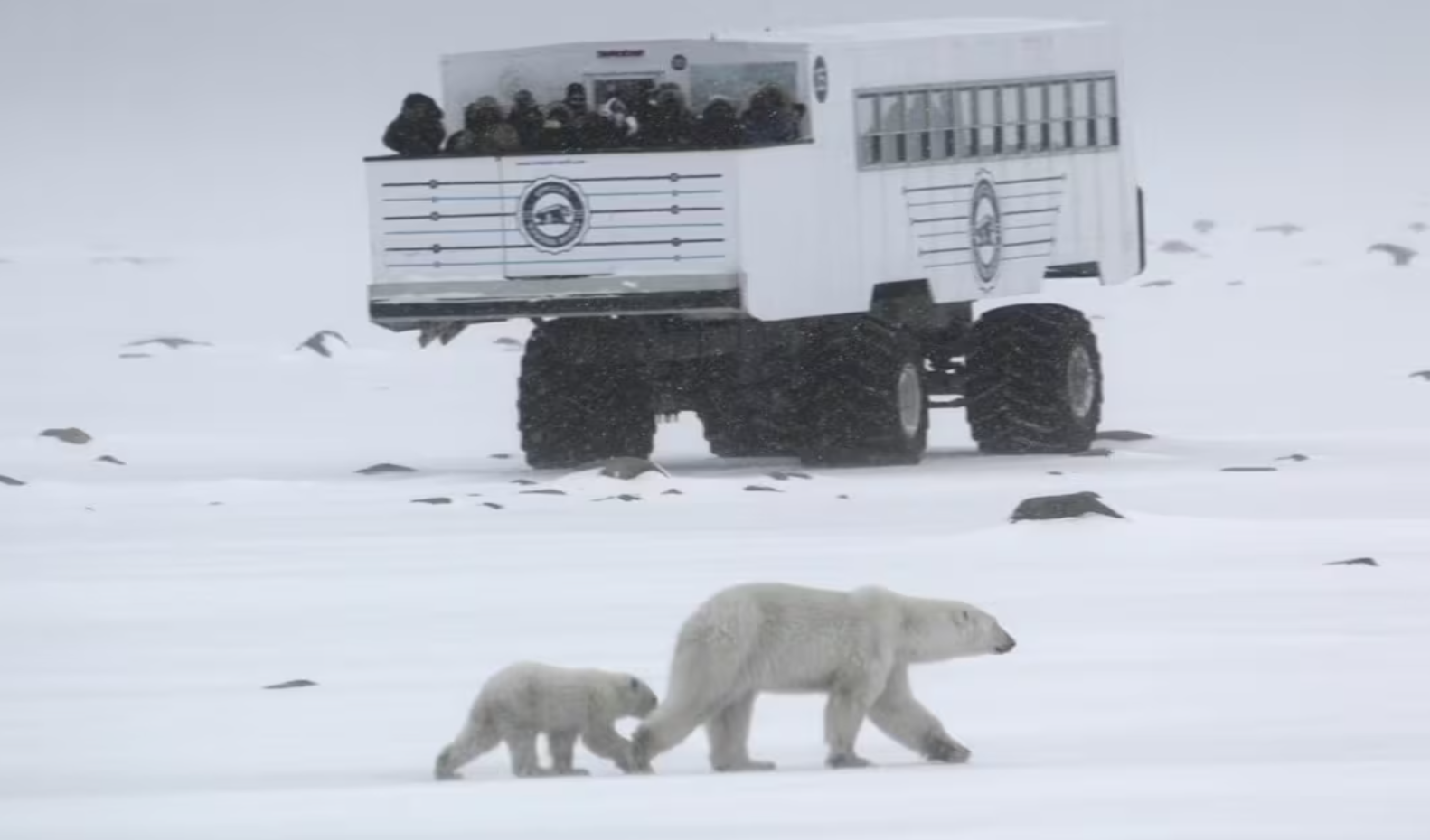북극곰 옆에 달리는 전기차는 뭘까?