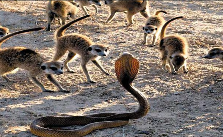 귀여운 미어캣, 코브라·치타도 공격해요!