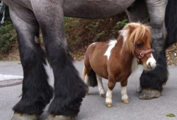 세계에서 가장 작은 말, 푸무켈