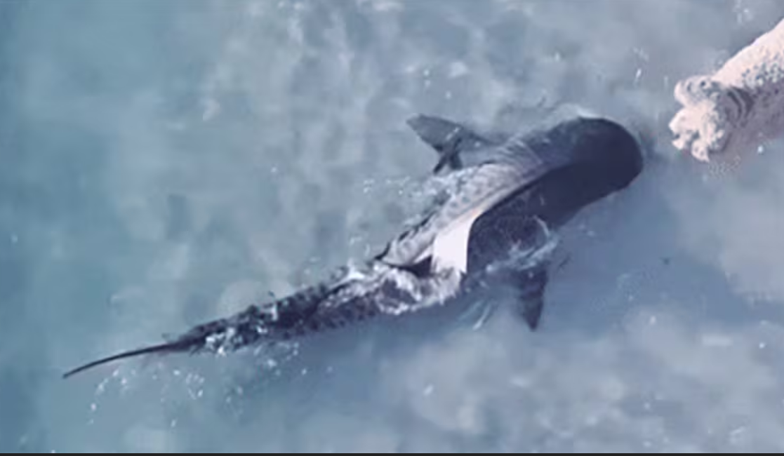 상어가 왜 여기서 나와? 해변에서 마주친 상어와 강아지