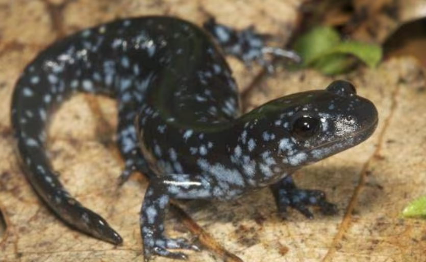 영하에도 몸이 얼지 않는 도롱뇽