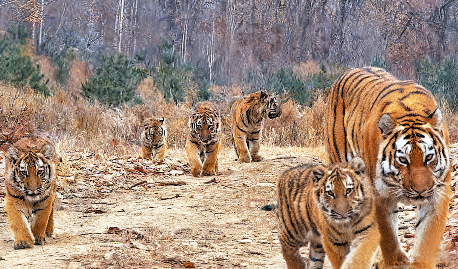 어흥, 지구에 300만 년 동안 살아왔다! 백두산 호랑이·벵골 호랑이, 누가 최후의 호랑이 될까?