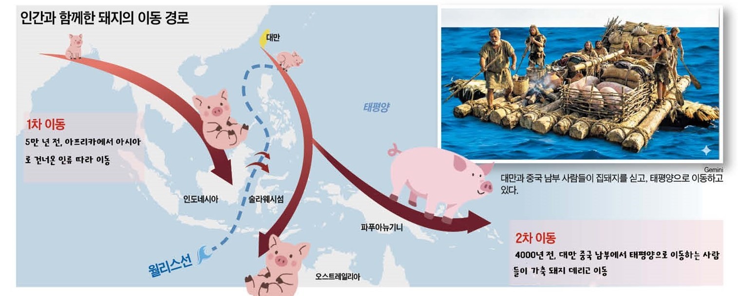 5만 년 전 돼지… 아프리카에서 인류와 함께 태평양으로