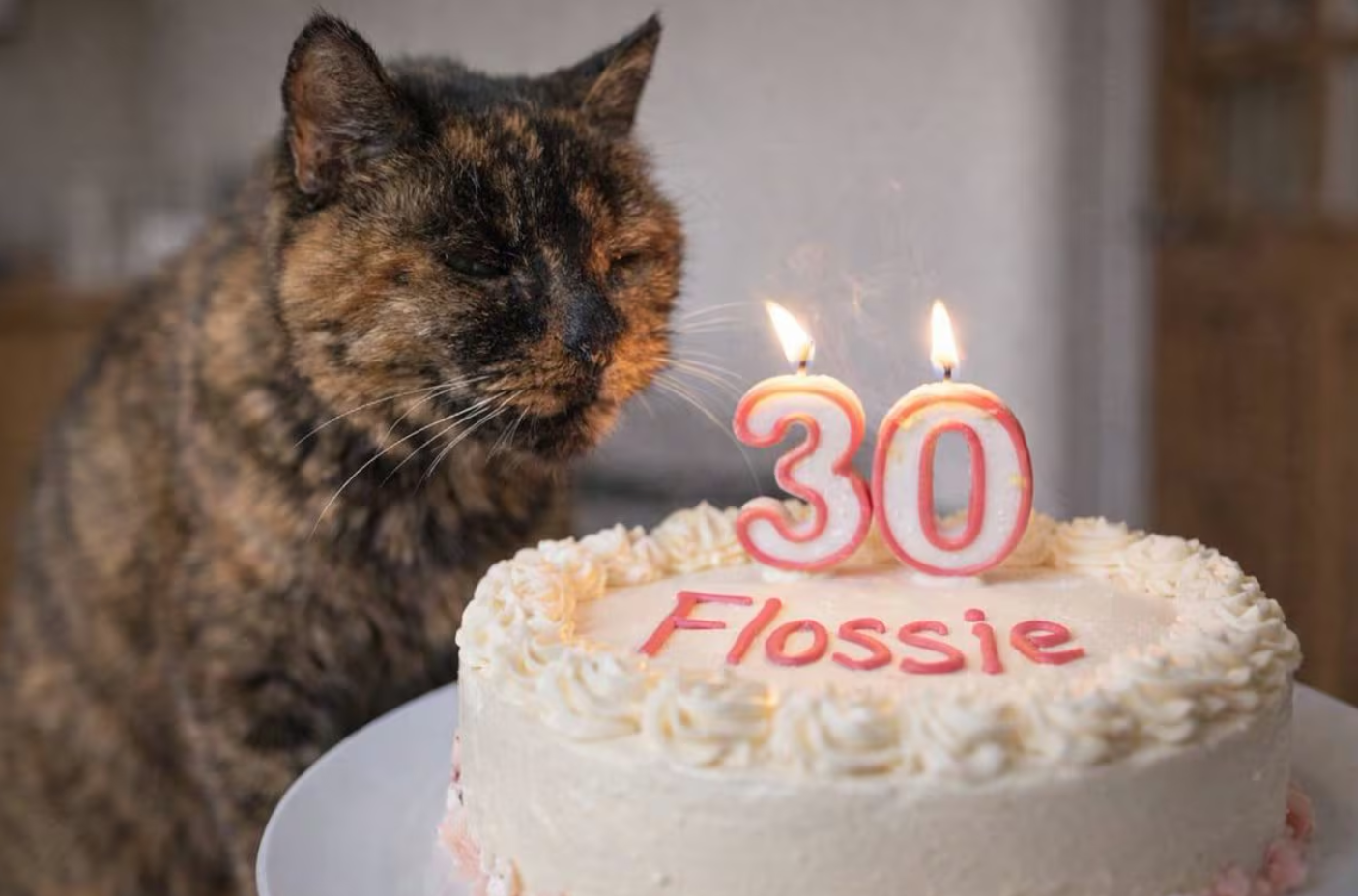 '서른 살' 생일 맞은 영국 고양이··· 식후엔 산책, 사냥 놀이 즐겼대요!