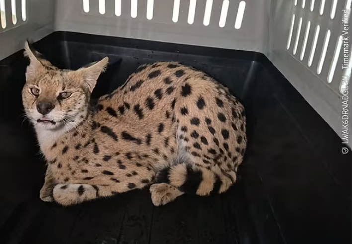 경북 야산에 나타난 아프리카 '서벌', 우리나라 생태계 해칠까?