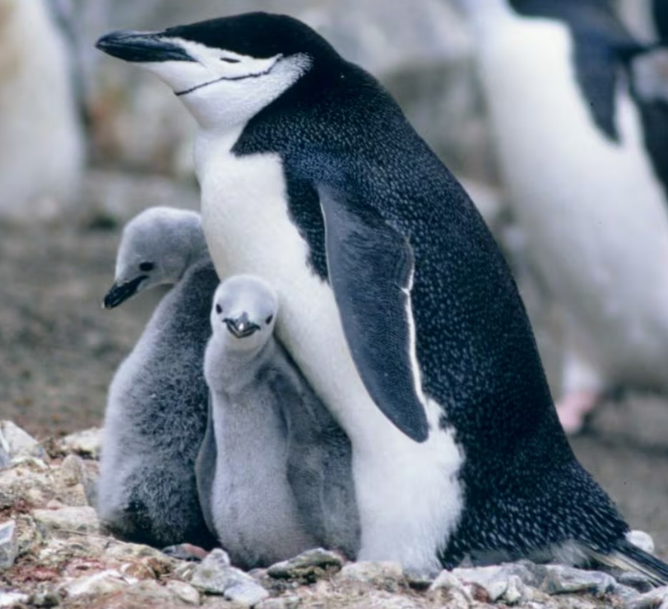 4초마다 꾸벅…잠꾸러기 '턱끈 펭귄' 남극서 크릴새우<먹이> 사라지자 날 새우며 태평양 헤맨대요