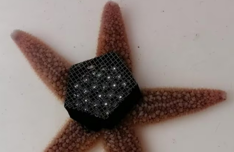 뇌 없이 움직이는 불가사리의 비밀