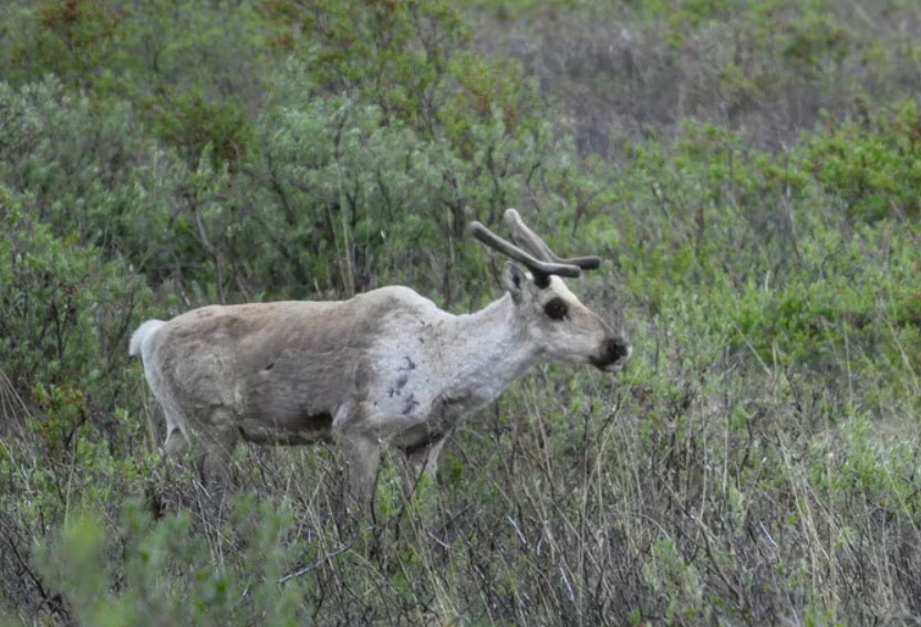 새끼 낳은 엄마 순록, 자기 뿔 갉아 먹어 영양분 채워요