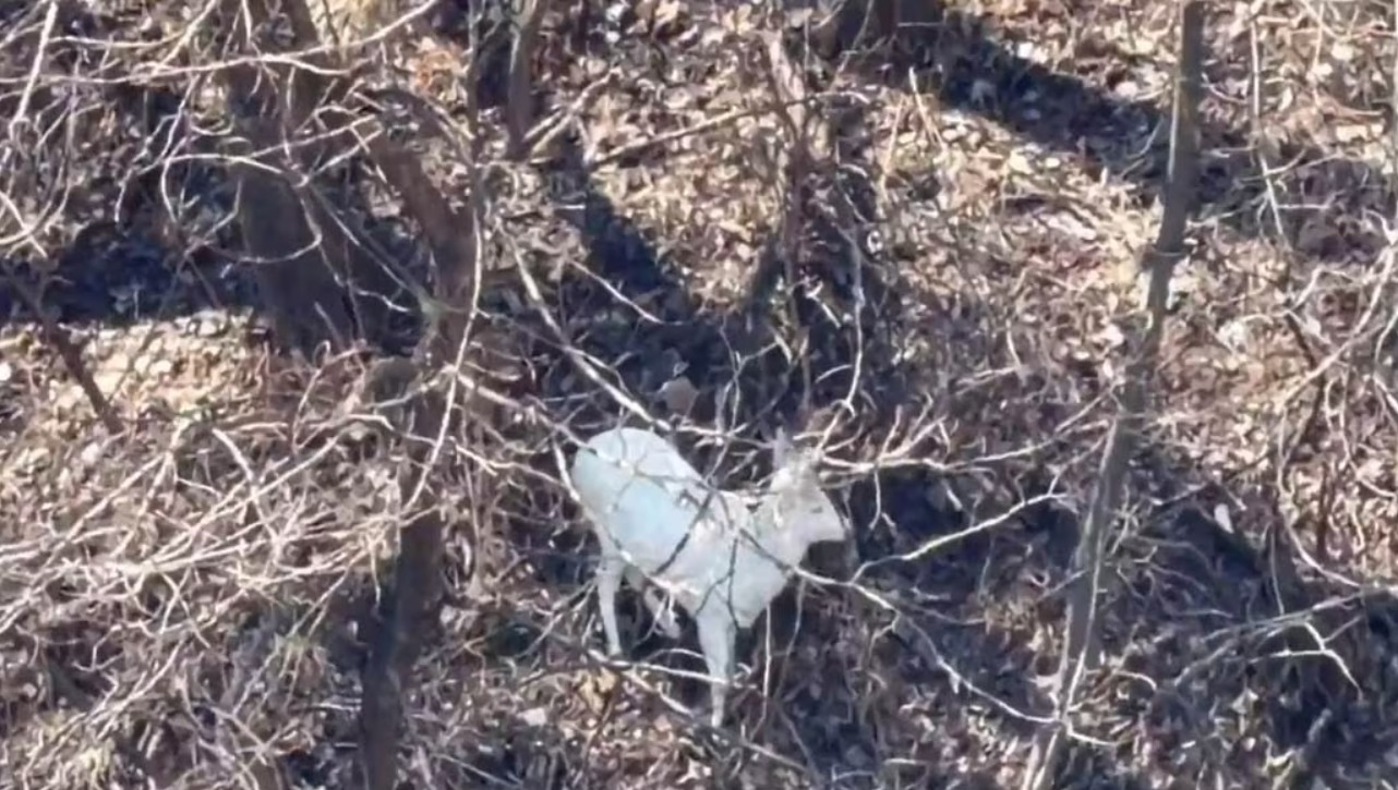 고구려 유리왕이 흰 노루 잡자 백제가 등장했다고?