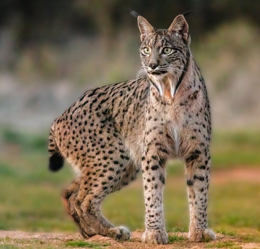 멸종 위기 스라소니, 토끼 늘리니 다시 살아났어요!