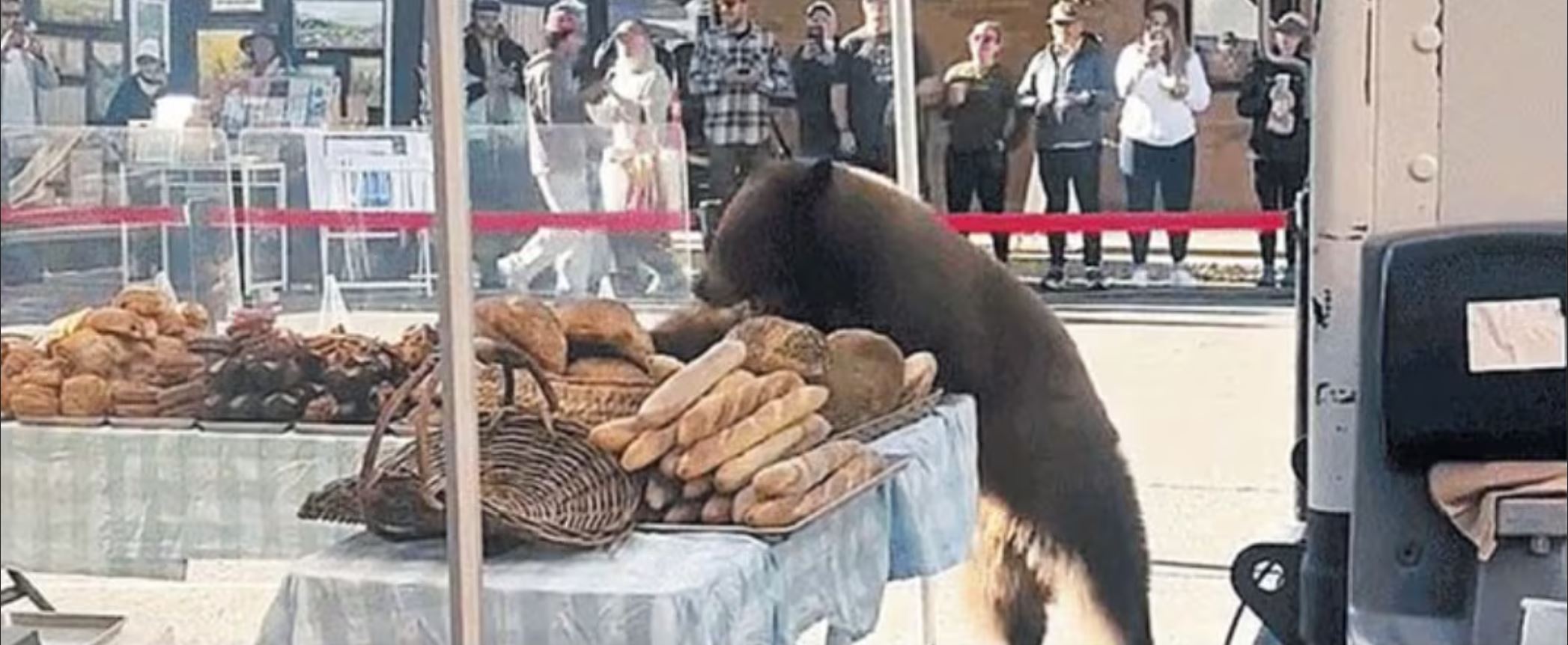 곰은 ​낮 길이 10시간, 기온 9.1도 이하로 떨어지면 겨울잠 들어간대요